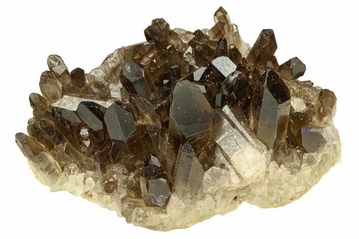 Dark Smoky Quartz Crystal Cluster - Brazil #302181